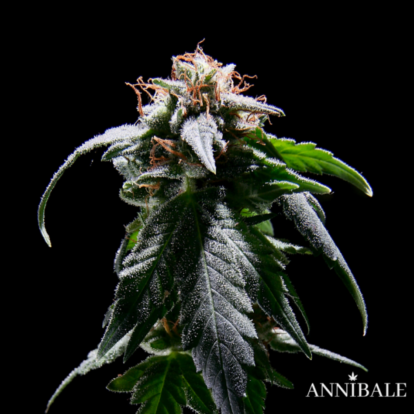 Boyscout Cookies F1 Annibale Genetics