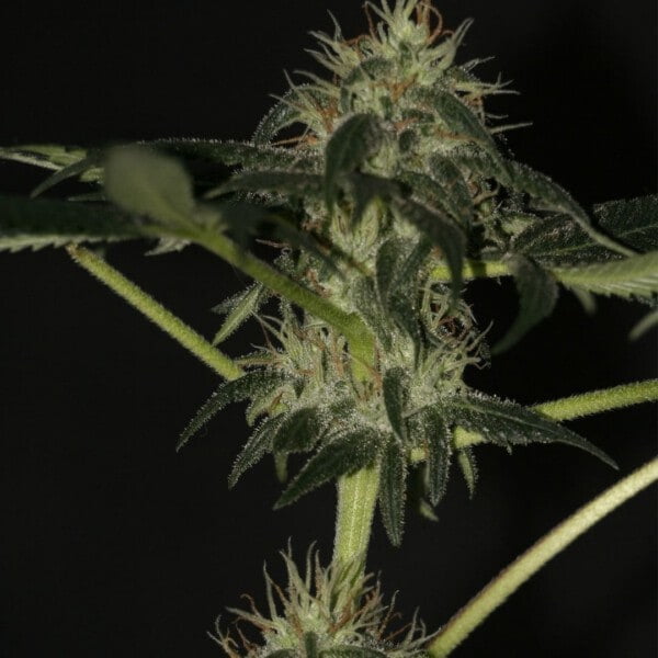 Mountain Hashplant F1 Annibale Genetics (1)