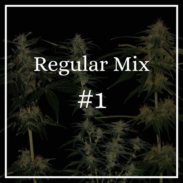 Regular Mix 1 - annibale genetics