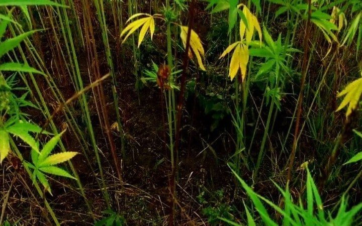 Technique Lollipop Defoliation Cannabis