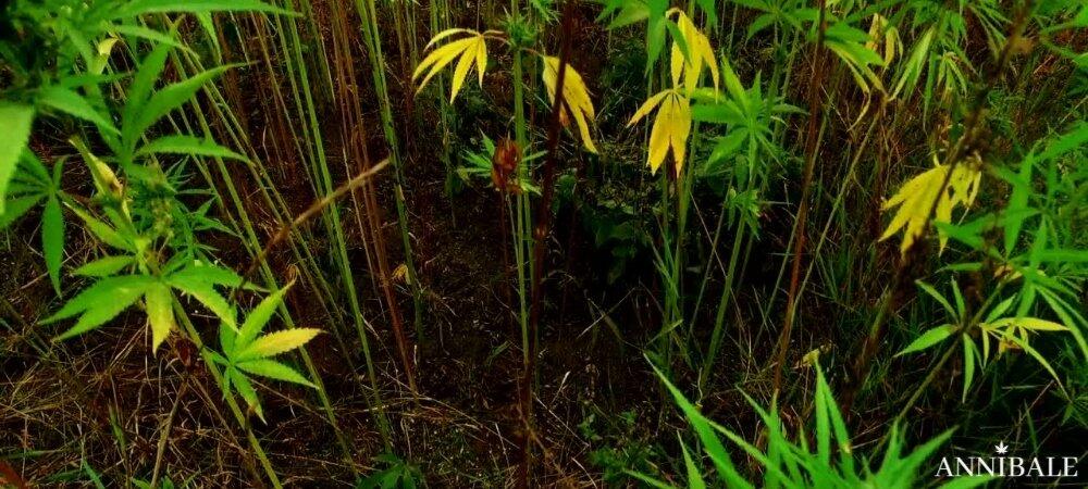 Technique Lollipop Defoliation Cannabis