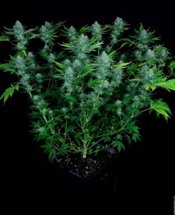 Nebula Feminized Paradise Seeds Cannabis Seed.jpg