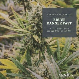 BRUCE BANNER FAST feminized - cannabis bulk seeds