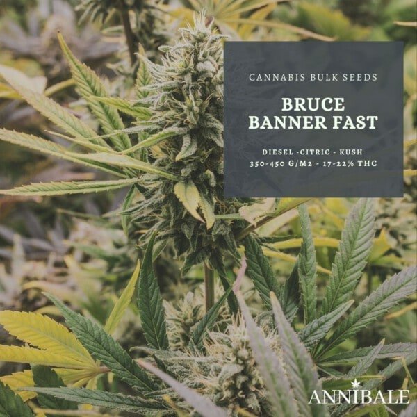 BRUCE BANNER FAST feminized - cannabis bulk seeds