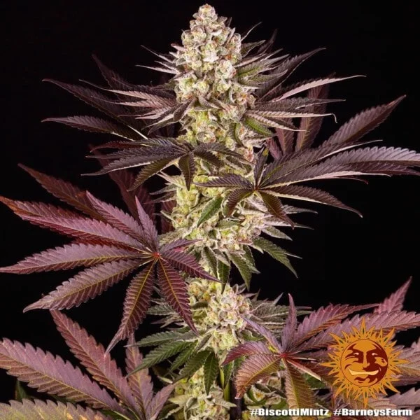 Barney's Farm Biscotti Mintz Feminized Cannabis Seed Annibale Seedshop 3
