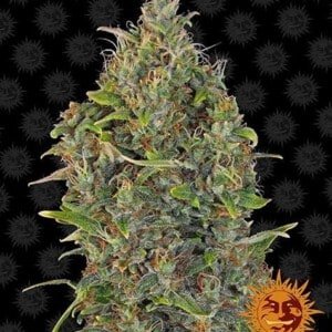 Barney's Farm Critical Kush Auto Cannabis Seed Annibale Seedshop