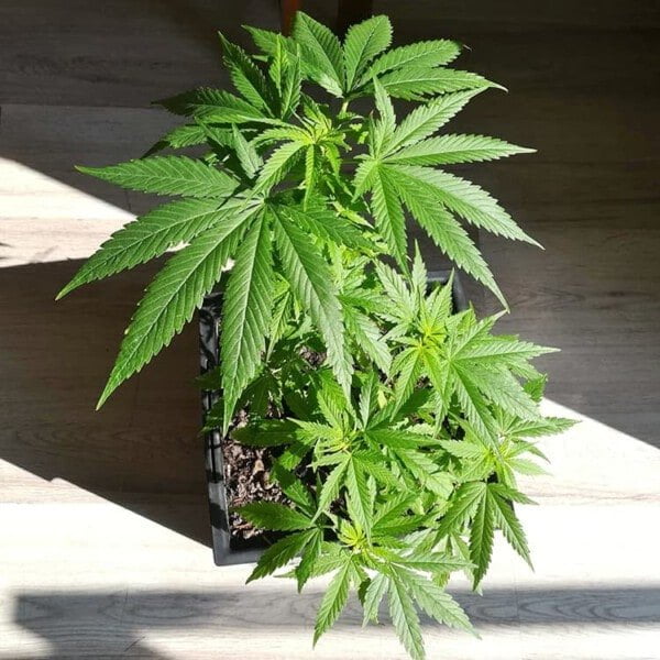 Barney's Farm Critical Kush Auto Cannabis Seed Annibale Seedshop 1