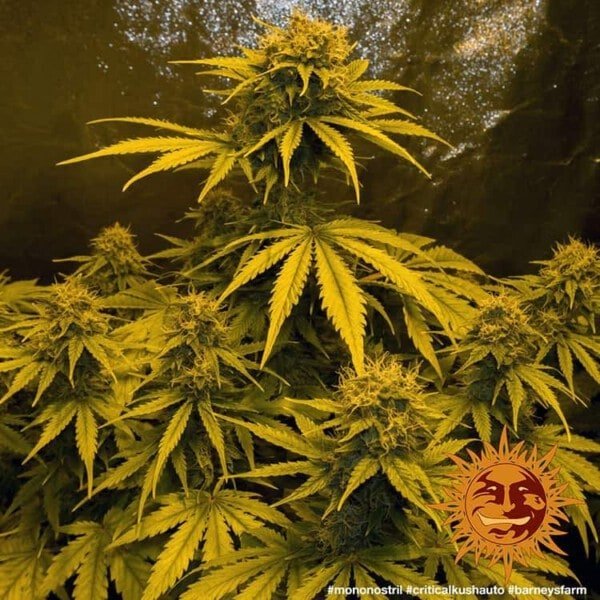 Barney's Farm Critical Kush Auto Cannabis Seed Annibale Seedshop 2