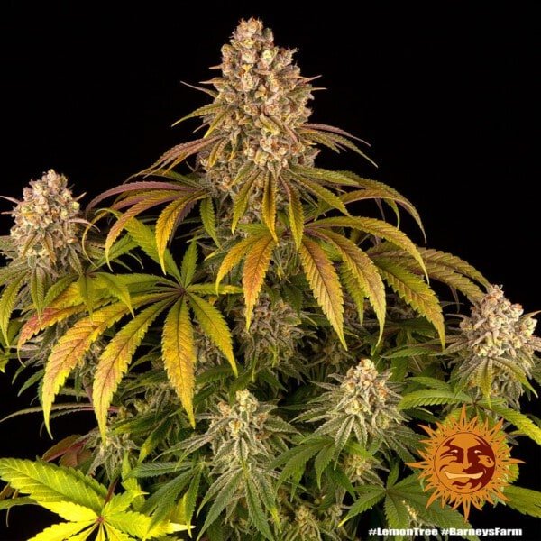 Barney's Farm Lemon Tree Feminized Cannabis Seed Annibale Seedshop 1