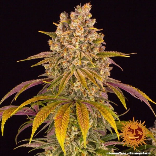 Barney's Farm Lemon Tree Feminized Cannabis Seed Annibale Seedshop 3