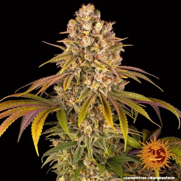 Barney's Farm Lemon Tree Feminized Cannabis Seed Annibale Seedshop 4