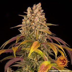 Barney's Farm Lemon Tree Feminized Cannabis Seed Annibale Seedshop 5