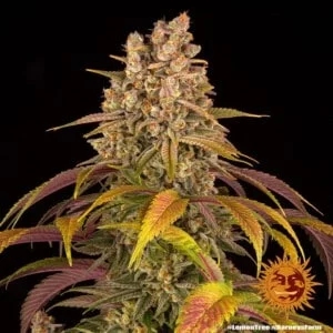 Barney's Farm Lemon Tree Feminized Cannabis Seed Annibale Seedshop 5