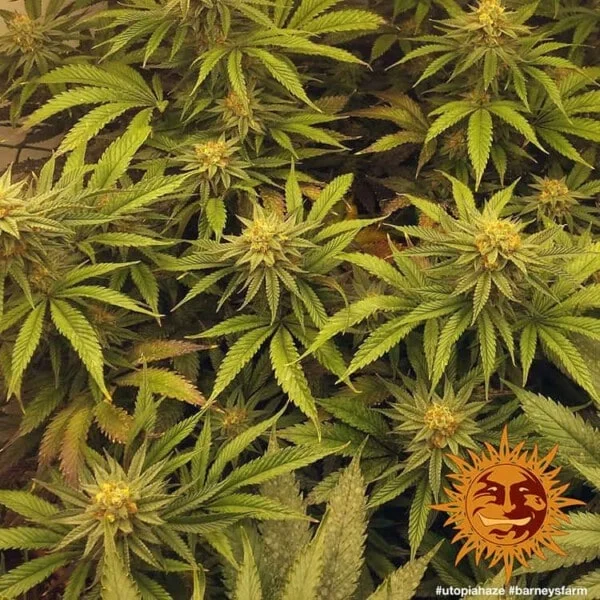 Barney's Farm Utopia Haze Feminized Cannabis Seed Annibale Seedshop 1