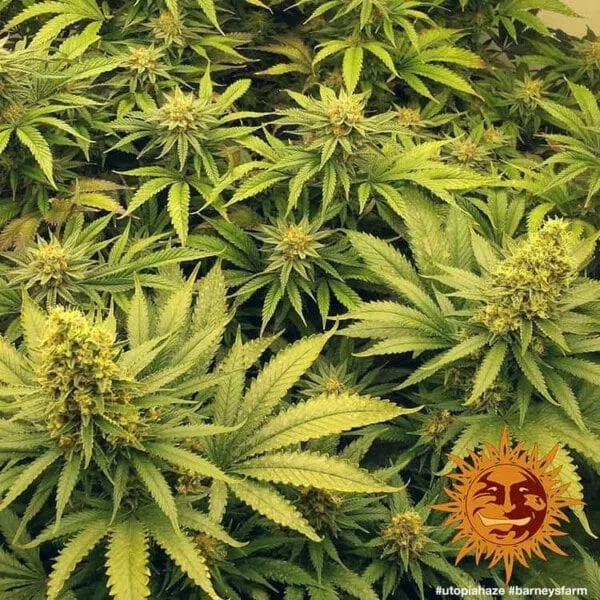 Barney's Farm Utopia Haze Feminized Cannabis Seed Annibale Seedshop 3