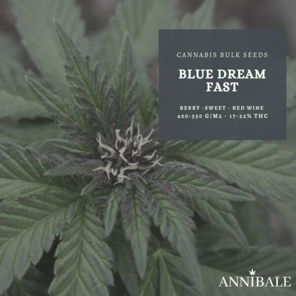 Blue Dream FAST Feminized Cannabis Bulk Seeds