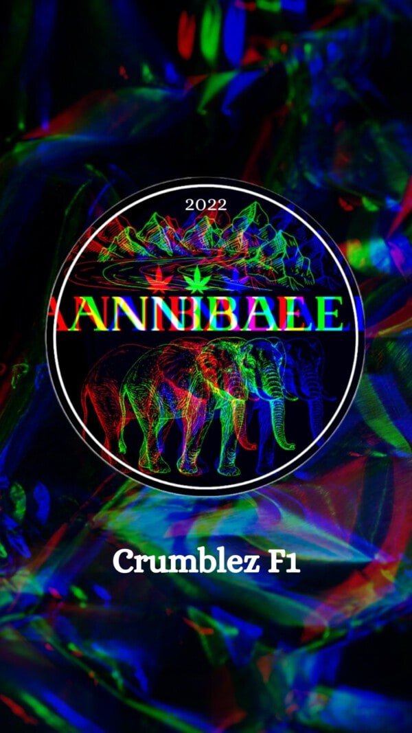 Crumblez F1 Annibale Genetics