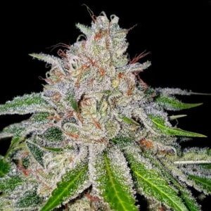 DNA Genetics Cherry 16 Feminized Cannabis Seeds Annibale Seedshop