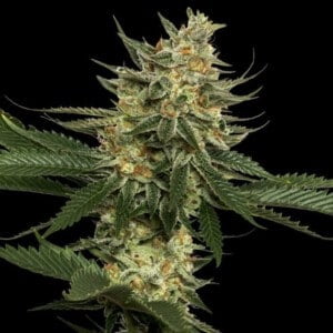 DNA Genetics Tangie Feminized Cannabis Seeds Annibale Seedshop