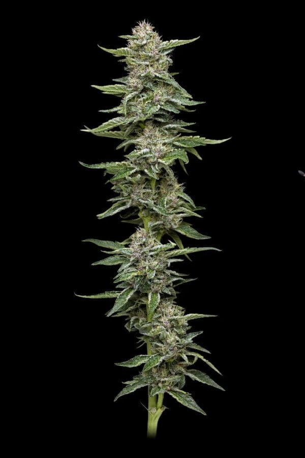 Garlic Budder-feminized-humboldt-seeds-company