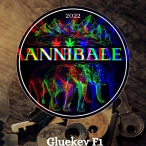 Gluekey F1 Annibale Genetics