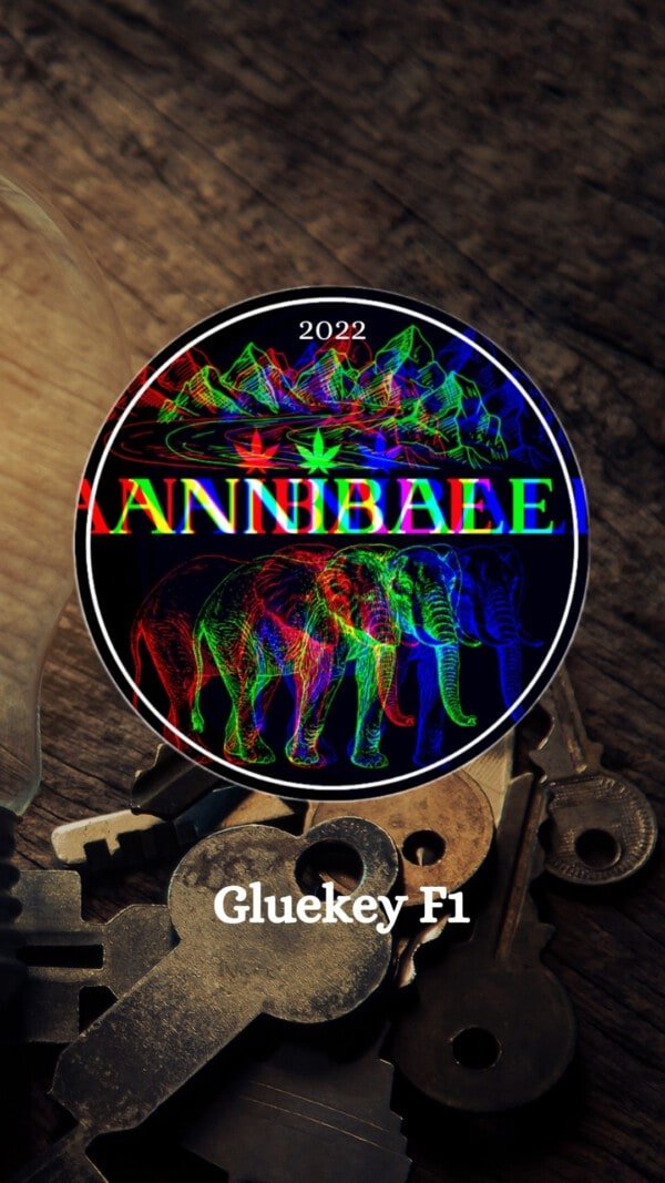 Gluekey F1 Annibale Genetics