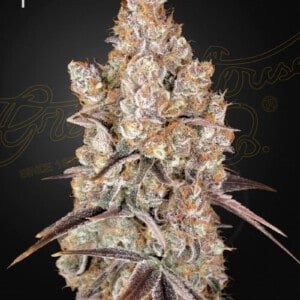 Green House Seeds Holy Snow Feminized Cannabis Seeds Annibale Seedshop