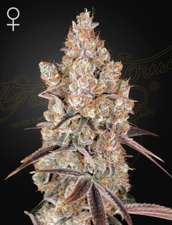 Green House Seeds Holy Snow Feminized Cannabis Seeds Annibale Seedshop