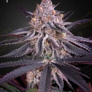 Green House Seeds King's Kush Feminized Cannabis Seeds Annibale Seedshop