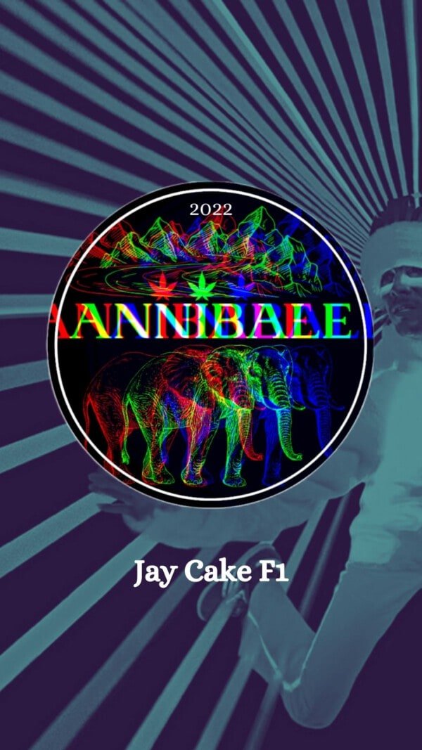 Jay Cake F1 Annibale Genetics