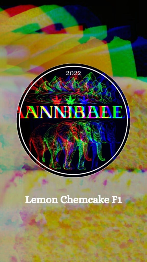 Lemon Chemcake F1 Annibale Genetics (1)