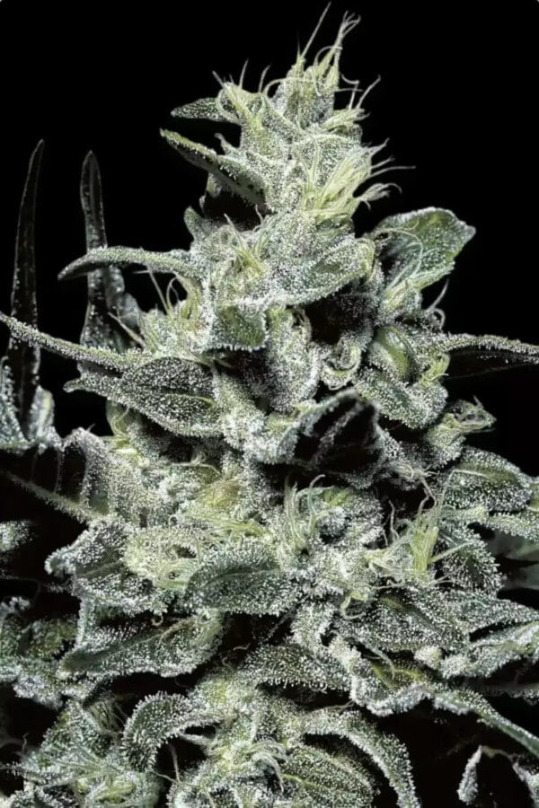 Nebula Feminized Paradise Seeds Cannabis Seed.jpg