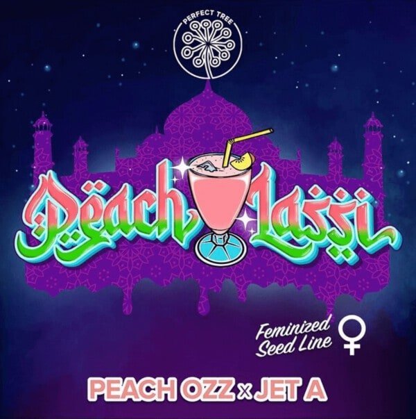 Peach Lassi versione femminizzata di Perfect Tree Seeds, un Peach Ozz x Jet Un ibrido dal gusto cremoso e fruttato che produce un abbondante strato di resina che delizierà gli amanti dei concentrati di cannabis. Peach Lassi, Peach Ozz x Jet Un ibrido Peach Lassi è un ibrido Indica Sativa che si traduce in piante produttive e facili da coltivare che premiano il coltivatore con raccolti generosi di fiori carnosi e ricoperti di resina. La Peach Lassi ha un periodo di fioritura di circa 8-9 settimane nella coltivazione indoor della cannabis, per un raccolto di ottobre all'aperto nell'emisfero settentrionale. Una pianta versatile si adatta bene a qualsiasi tipo di coltivazione e ambiente. Pesca Lassi raccolta, gusto cremoso e fruttato Produce grandi fiori carnosi ricoperti di resina ricca di terpeni e cannabinoidi, che sprigionano una potente fragranza fruttata, con note floreali e di pesca su uno sfondo dolce e cremoso. Peach Lassi offre un effetto calmante e rilassante sia fisicamente che mentalmente, ideale per la fine della giornata. Perfect Tree Seeds Peach Lassi info: Tipo: semi di cannabis femminizzati Genetica: Peach Ozz x Jet A Ibrido Indica Sativa Fioritura indoor: 8-9 settimane Vendemmia outdoor: ottobre Resa indoor: alta Resa outdoor: alta THC: alto