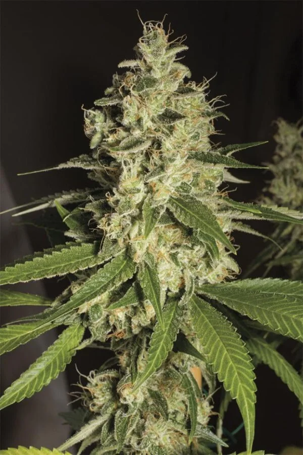 Raspeberry Diesel di Humboldt Seed Organization è una varietà di canapa femminizzata a predominanza Sativa con la quale scoprirai una pianta molto bene curata ed equilibrata. Se decidi di comprare semi di marijuana Raspberry Diesel potrai coltivare un ibrido piacevole alla vista ma anche apprezzata dagli altri sensi.