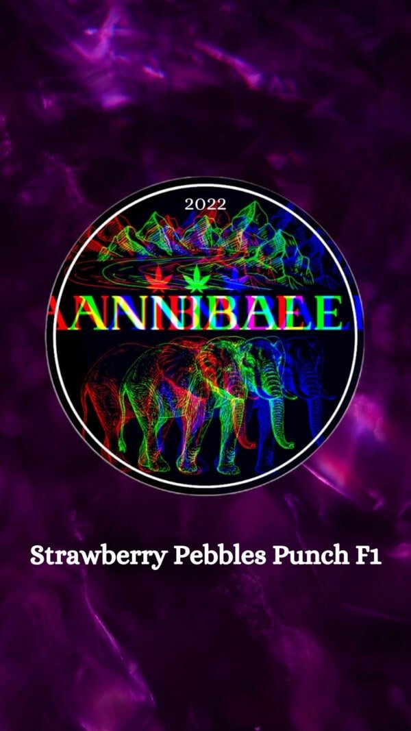 Strawberry Pebbles Punch F1 Regular - Annibale Genetics
