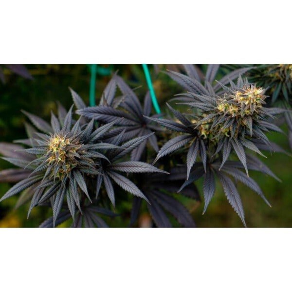 Super Sativa Seed Club Black Lebanon Feminized Cannabis Seeds Annibale Seedshop 2
