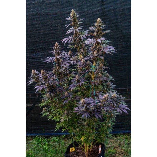 Super Sativa Seed Club Black Lebanon Feminized Cannabis Seeds Annibale Seedshop 3