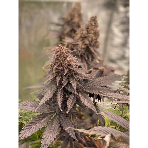 Super Sativa Seed Club Black Lebanon Feminized Cannabis Seeds Annibale Seedshop 4