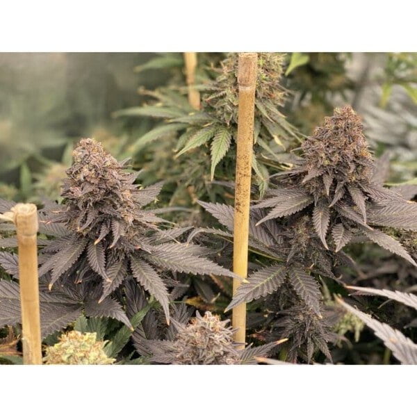 Super Sativa Seed Club Black Lebanon Feminized Cannabis Seeds Annibale Seedshop 5