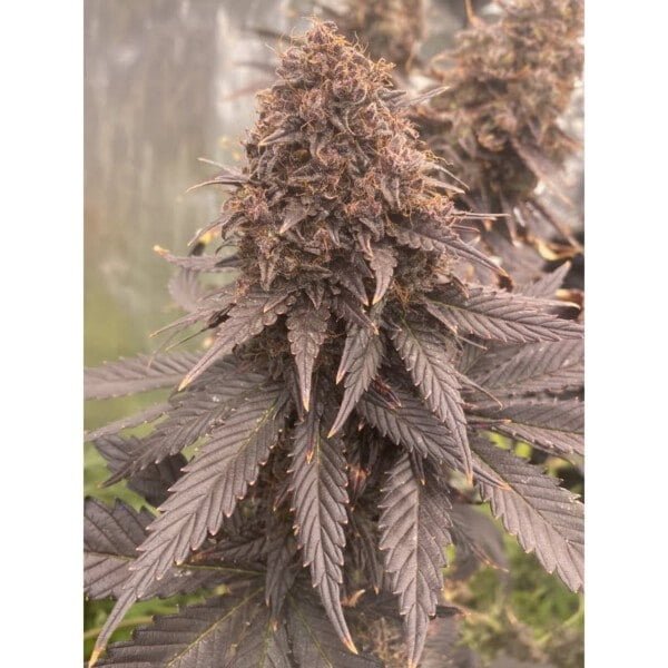 Super Sativa Seed Club Black Lebanon Feminized Cannabis Seeds Annibale Seedshop 6