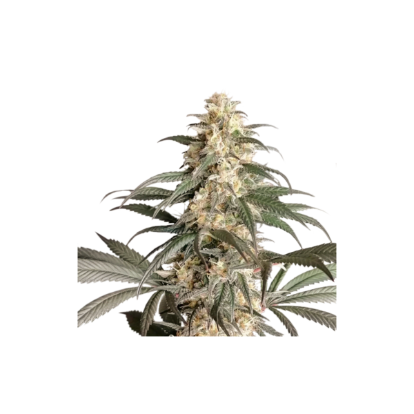 Super Sativa Seed Club Black Lebanon Feminized Cannabis Seeds Annibale Seedshop