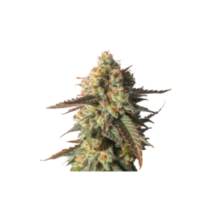 Super Sativa Seed Club Strawberry Chemdawg OG Feminized Cannabis Seeds Annibale Seedshop