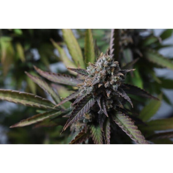 Super Sativa Seed Club Strawberry Chemdawg OG Feminized Cannabis Seeds Annibale Seedshop 1