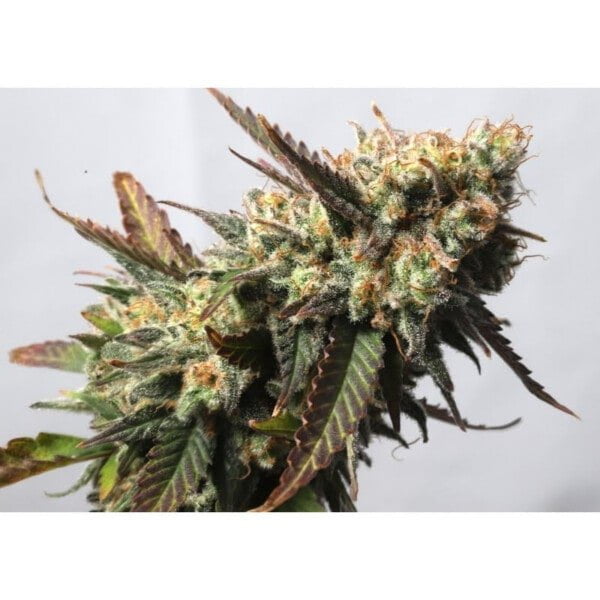 Super Sativa Seed Club Strawberry Chemdawg OG Feminized Cannabis Seeds Annibale Seedshop 2