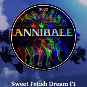 Sweet Fetish Dream F1 Annibale Genetics