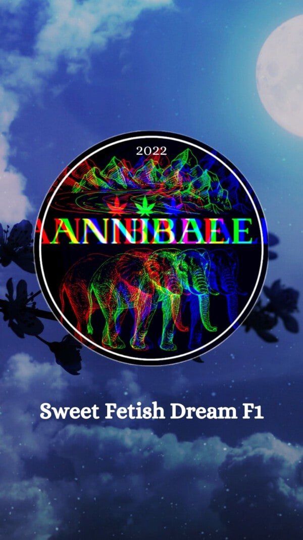 Sweet Fetish Dream F1 Annibale Genetics