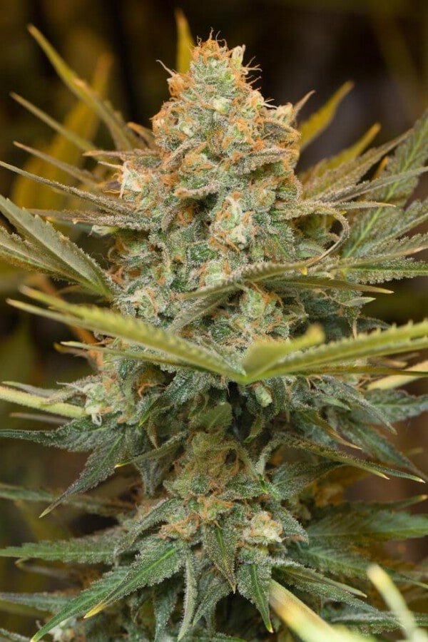 Three Blue Kings Feminized Humboldt Seeds