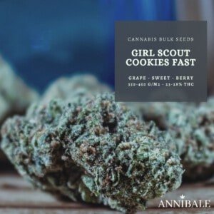 Girl Scout Cookies Feminized Cannabis Bulk Seeds