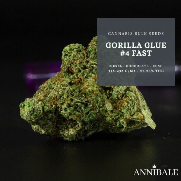 Gorilla Glue #4 Feminized Cannabis Bulk Seeds (1)