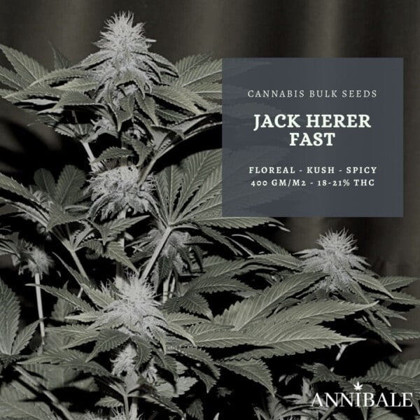 Jack Herer Fast Feminized Cannabis Bulk Seeds